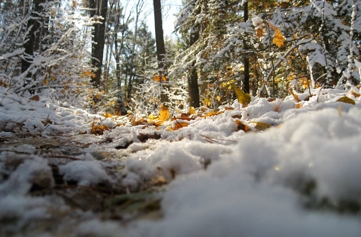Muskoka Trails Image