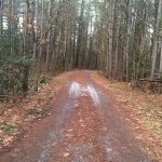 BRMC - Rebecca Willison