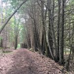 TransCanada2-RWillison